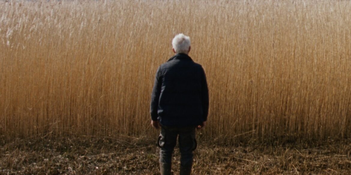 Reedland