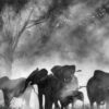 “Ghost elephants”, interview with the director Werner Herzog, Lifetime Achievement Award recipient