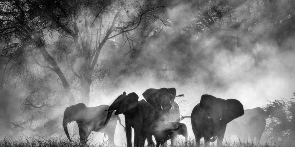 Ghost Elephants