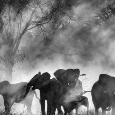 Ghost Elephants