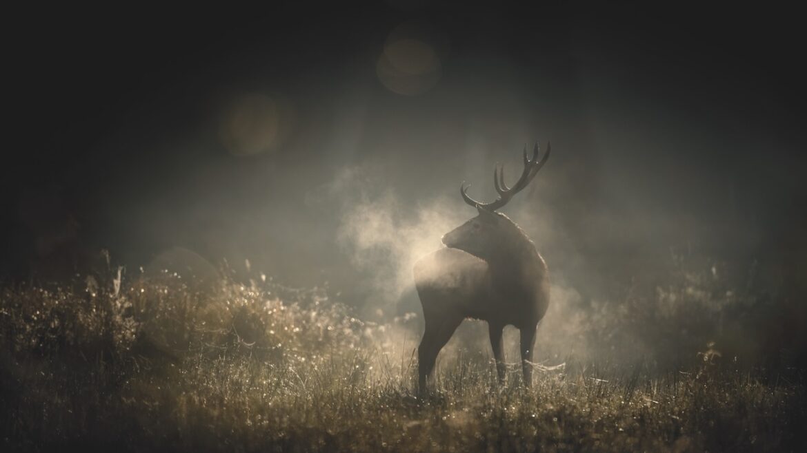 "Whispers in the Wood", Interview with Director Vincent Munier
