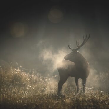 "Whispers in the Wood", Interview with Director Vincent Munier