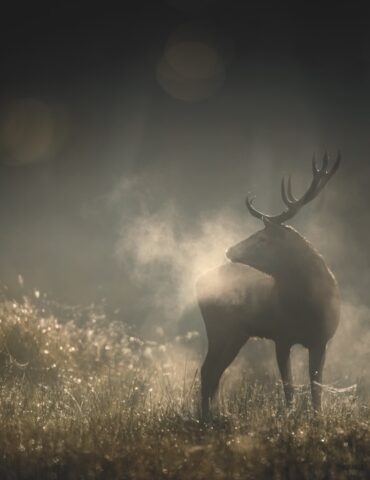 "Whispers in the Wood", Interview with Director Vincent Munier